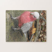 Galah Puzzle (Horizontal)