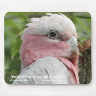 Galah (Rose Breasted Cockatoo) Mousepad