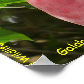 Galah (Rose Breasted/Roseate Cockatoo) Poster (Ecke)