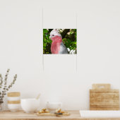 Galah (Rose Breasted/Roseate Cockatoo) Poster (Küche)