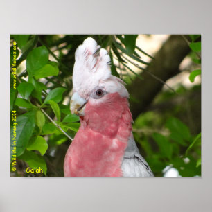 Galah (Rose Breasted/Roseate Cockatoo) Poster