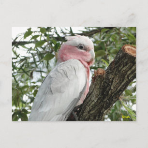 Galah (Rose Breasted/Roseate Cockatoo) Postkarte