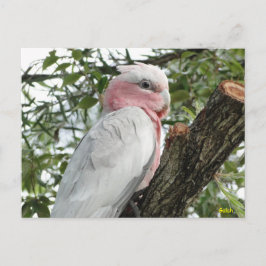 Galah (Rose Breasted/Roseate Cockatoo) Postkarte