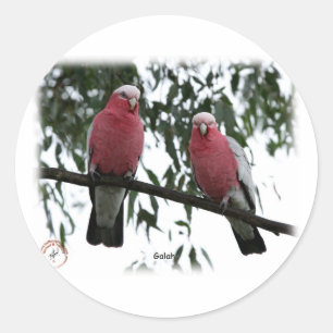 Galahs 9Y517D-004 Runder Aufkleber