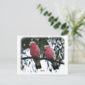 Galahs 9Y517D-018 Postkarte (Stehend Vorderseite)