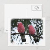 Galahs 9Y517D-018 Postkarte (Vorne/Hinten)