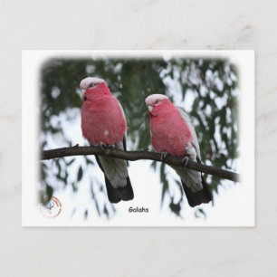 Galahs 9Y517D-018 Postkarte