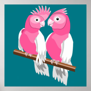 Galahs Poster