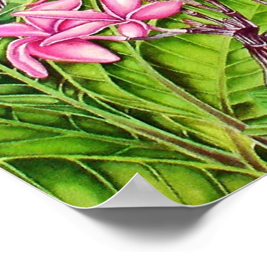 Galahs Poster (Ecke)