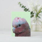 Galahs Postkarte (Stehend Vorderseite)