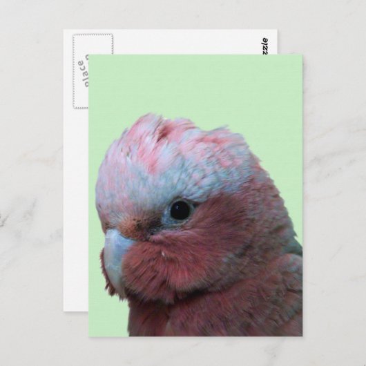 Galahs Postkarte (Vorne/Hinten)