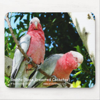 Galahs (Rose Breasted Cockatoo) Mousepad