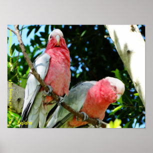 Galahs (Rose Breasted/rosa Cockatoos) Poster