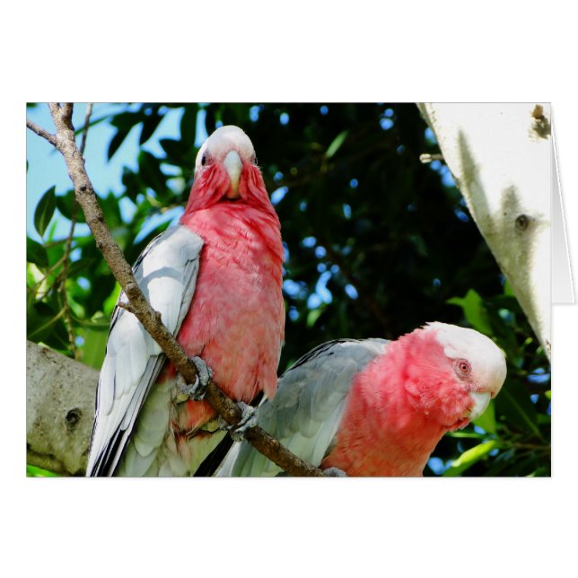 Galahs (Rose Breasted/Roseate Cockatoos) (Vorderseite (Horizontal))