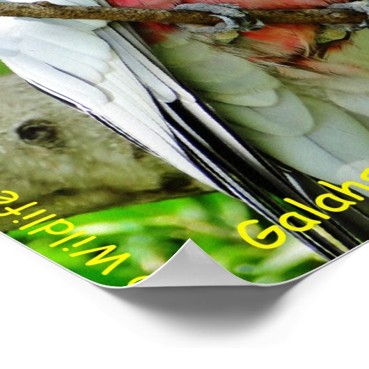 Galahs (Rose Breasted/Roseate Cockatoos) Poster (Ecke)