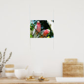 Galahs (Rose Breasted/Roseate Cockatoos) Poster (Küche)