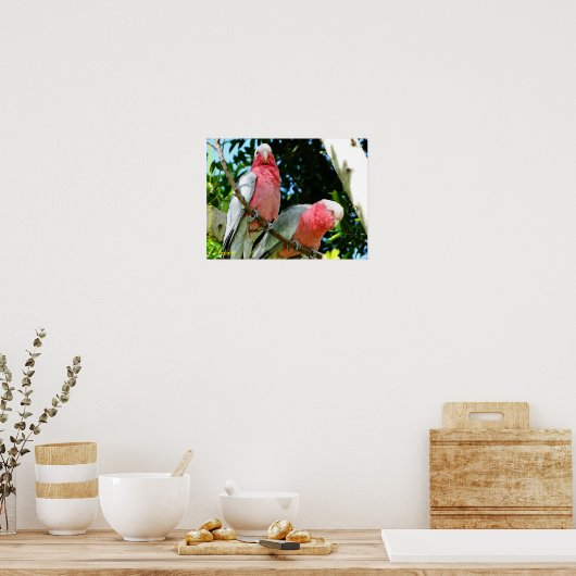 Galahs (Rose Breasted/Roseate Cockatoos) Poster (Küche)