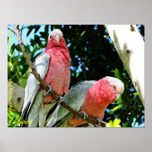 Galahs (Rose Breasted/Roseate Cockatoos) Poster (Vorne)
