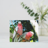 Galahs (Rose Breasted/Roseate Cockatoos) Postkarte (Stehend Vorderseite)