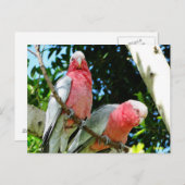 Galahs (Rose Breasted/Roseate Cockatoos) Postkarte (Vorne/Hinten)