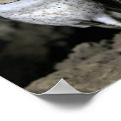 Galapagos Barn Owl Poster (Ecke)