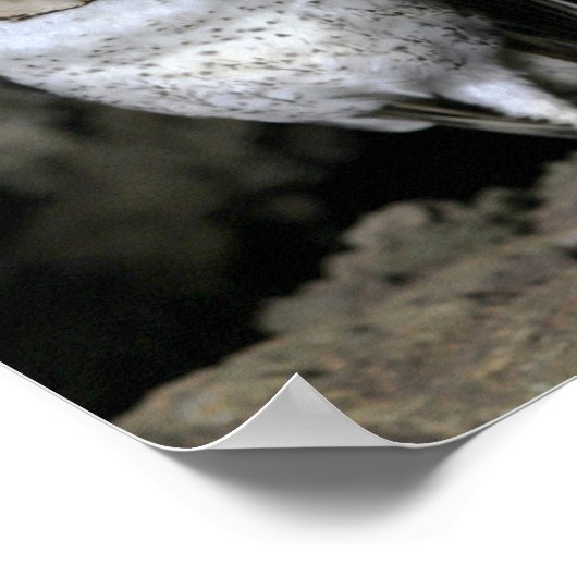 Galapagos Barn Owl Poster (Ecke)