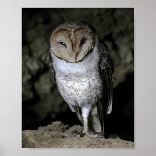 Galapagos Barn Owl Poster (Vorne)