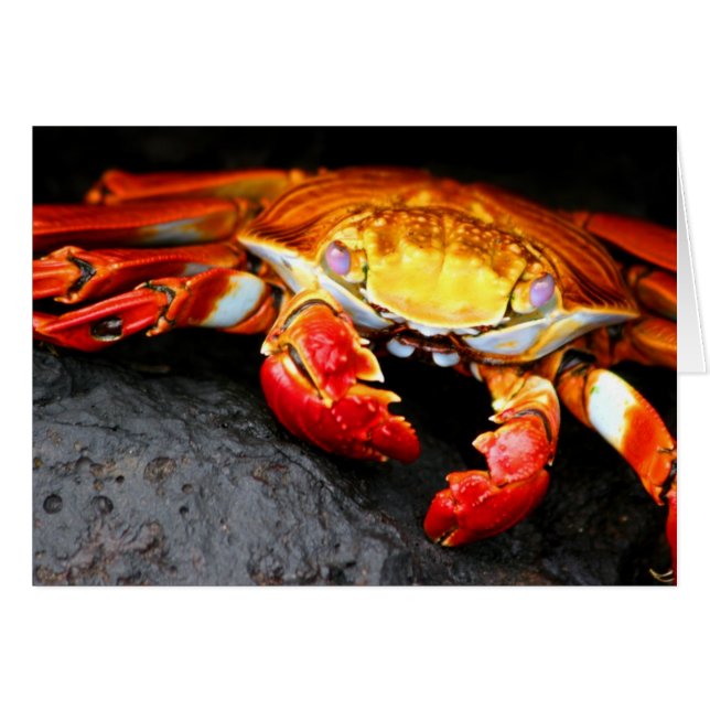 Galapagos Crab (Vorderseite (Horizontal))