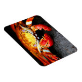 Galapagos Crab Magnet (Rechte Seite)