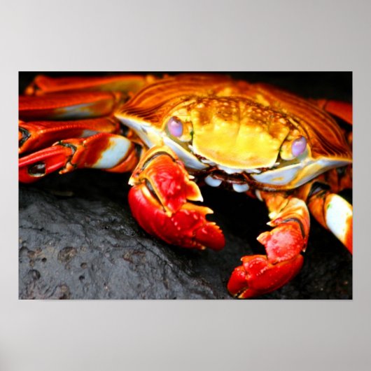 Galapagos Crab Poster (Vorne)