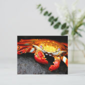 Galapagos Crab Postkarte (Stehend Vorderseite)