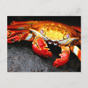 Galapagos Crab Postkarte