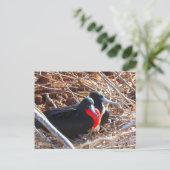 Galapagos-Fregattvögel Postkarte (Stehend Vorderseite)