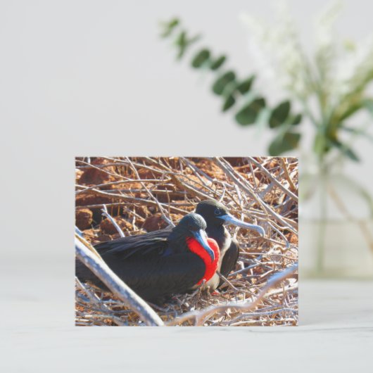 Galapagos-Fregattvögel Postkarte (Stehend Vorderseite)