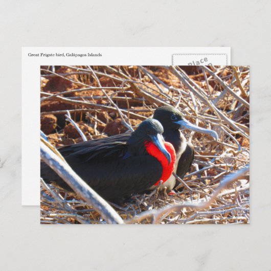 Galapagos-Fregattvögel Postkarte (Vorne/Hinten)