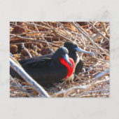 Galapagos-Fregattvögel Postkarte (Vorderseite)