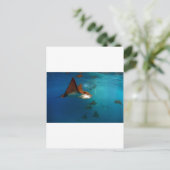 Galapagos, Gepunktete Adlerrochen Postkarte (Stehend Vorderseite)