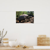 Galapagos Giant Tortoise (Dome-Shaped type) Poster (Küche)
