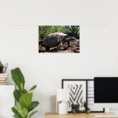 Galapagos Giant Tortoise (Dome-Shaped type) Poster (Heimbüro)