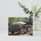 Galapagos Giant Tortoise (Dome-Shaped type) Postkarte (Stehend Vorderseite)