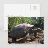 Galapagos Giant Tortoise (Dome-Shaped type) Postkarte (Vorne/Hinten)