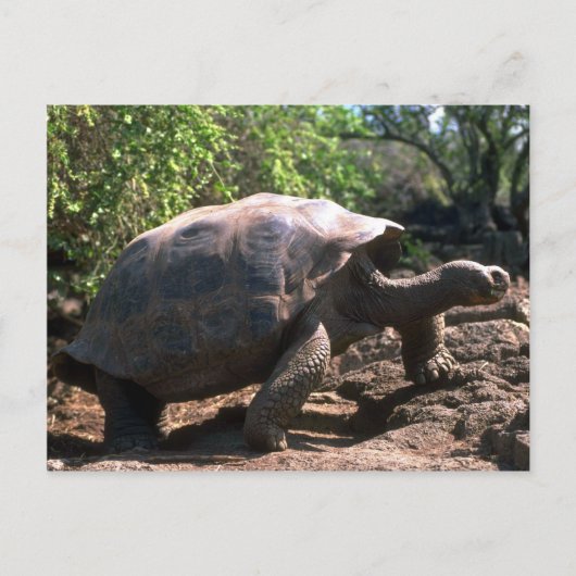 Galapagos Giant Tortoise (Dome-Shaped type) Postkarte (Vorderseite)