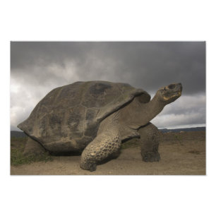 Galapagos Giant Tortoise Geochelone Fotodruck