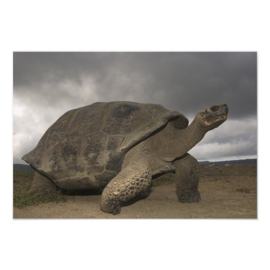 Galapagos Giant Tortoise Geochelone Fotodruck (Vorne)