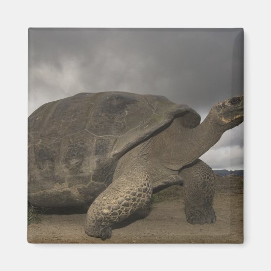 Galapagos Giant Tortoise Geochelone Magnet (Vorne)