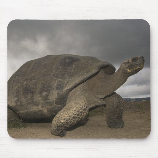 Galapagos Giant Tortoise Geochelone Mousepad (Vorne)