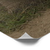 Galapagos Giant Tortoise Geochelone Poster (Ecke)