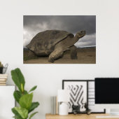Galapagos Giant Tortoise Geochelone Poster (Heimbüro)