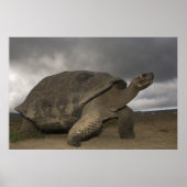 Galapagos Giant Tortoise Geochelone Poster (Vorne)