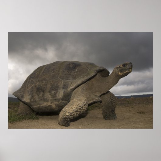Galapagos Giant Tortoise Geochelone Poster (Vorne)